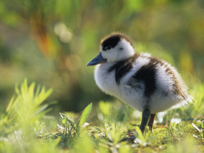 Shelduck Duckling, Belgium, Europe by Bernard Castelein Pricing Limited Edition Print image