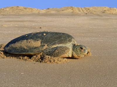 Green Turtle Returns To Sea After Laying Eggs, Ras Al Junayz, Oman by Jurgen Freund Pricing Limited Edition Print image