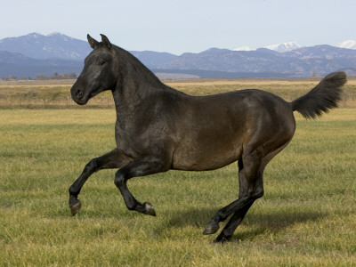Dark Grey Young Andalusian Stallion Cantering, Colorado, Usa by Carol Walker Pricing Limited Edition Print image