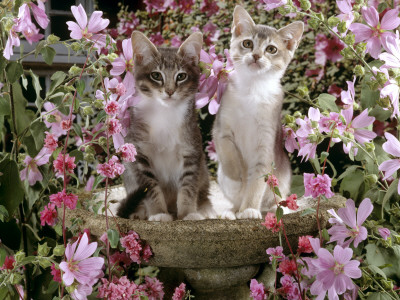 10-Week, Grey Burmese-Cross Kittens, On Birdbath Among Pink Mallow Flowers And Double Clarkia by Jane Burton Pricing Limited Edition Print image
