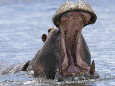 Hippopotamus With Mouth Open, Chobe National Park, Botswana by Tony Heald Pricing Limited Edition Print image