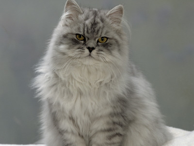 Domestic Cat, Chinchilla Persian by Jane Burton Pricing Limited Edition Print image