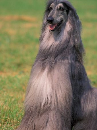 Grey Afghan Hound Sitting by Adriano Bacchella Pricing Limited Edition Print image
