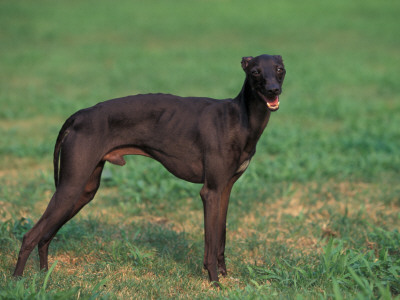Black Whippet Standing In Field by Adriano Bacchella Pricing Limited Edition Print image