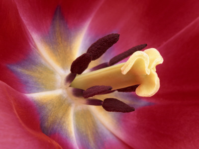 Tulip Flower (Cultivated Variety) Close-Up Of Reproductive Parts Showing Stamens, Style And Stigma by Ingo Arndt Pricing Limited Edition Print image