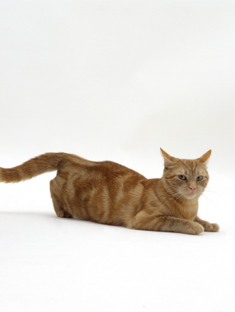 Domestic Cat, Ginger Tabby Female In Lordosis When On Heat / Oestrus by Jane Burton Pricing Limited Edition Print image