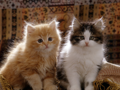 Domestic Cat, 8-Week, Red And Tabby White Persian Cross Kittens by Jane Burton Pricing Limited Edition Print image