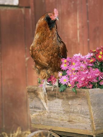 Domestic Chicken, Americana Breed, Usa by Lynn M. Stone Pricing Limited Edition Print image