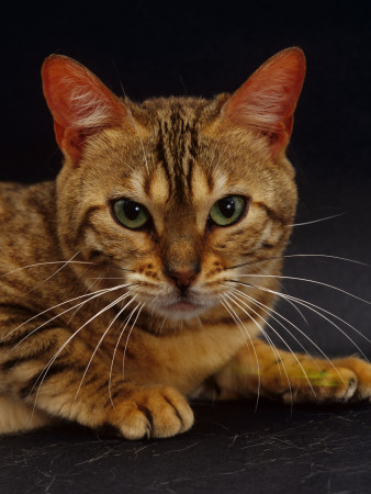 Domestic Cat, Portrait Of Female Brown Spotted Bengal by Jane Burton Pricing Limited Edition Print image