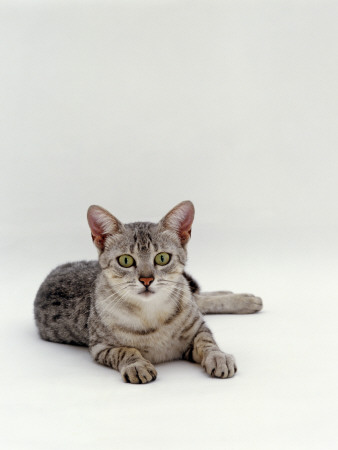 Domestic Cat, Female Silver Egyptian Mau Lying by Jane Burton Pricing Limited Edition Print image