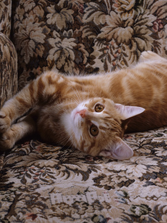 Domestic Cat, Young Ginger Stretching In Armchair by Jane Burton Pricing Limited Edition Print image