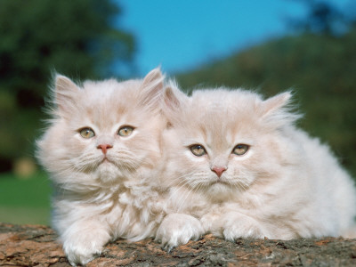 Two Persian Cats, Kittens (Felis Catus) by Reinhard Pricing Limited Edition Print image