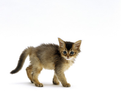 Domestic Cat, 7-Week Usual Abyssinian Kitten by Jane Burton Pricing Limited Edition Print image