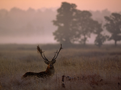 Barasingha / Swamp Deer, Male In Rut With Grass On Antler, Kanha National Park, India by Pete Oxford Pricing Limited Edition Print image