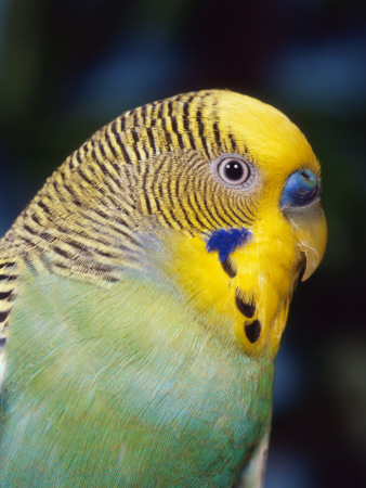 Budgerigar, Male (Melopsittacus Undulatus) by Reinhard Pricing Limited Edition Print image