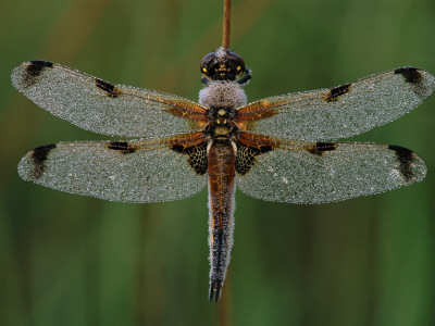 Four-Spotted Libellula Dragonfly, Kalmthoutse Heide, Belgium by Bernard Castelein Pricing Limited Edition Print image
