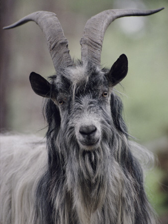 Feral Goat Male, Scotland by Niall Benvie Pricing Limited Edition Print image