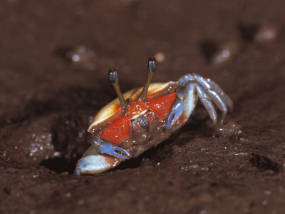 Fiddler Crab, Busuanga Island, Philippines by Jurgen Freund Pricing Limited Edition Print image