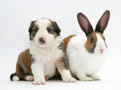 Sable-And-White Border Collie Pup With Fawn Dutch Rabbit by Jane Burton Pricing Limited Edition Print image