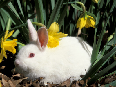 Pet Domestic New Zealand Rabbit And Daffodil Flower by Lynn M. Stone Pricing Limited Edition Print image