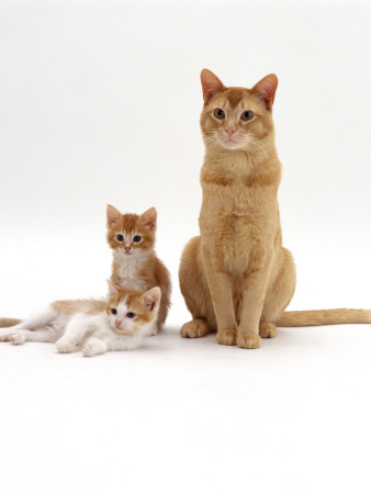 Domestic Cat, Red Burmese Male Cat With His Red-And-White Female Kittens by Jane Burton Pricing Limited Edition Print image