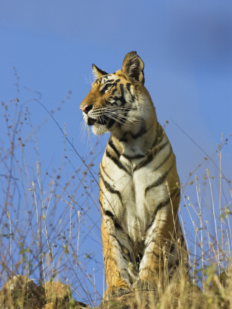 Tiger, Viewed From Below, Bandhavgarh National Park, India by Tony Heald Pricing Limited Edition Print image