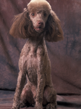 Brown Miniature Poodle Studio Portrait With Full Ears But Most Of Its Hair Clipped by Adriano Bacchella Pricing Limited Edition Print image