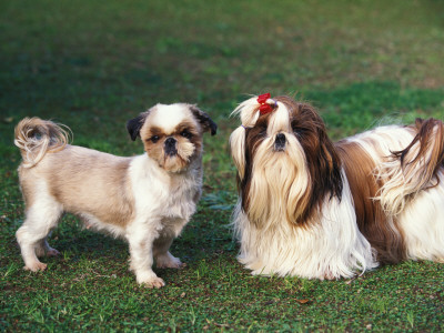 Two Shih Tzus, One Has Been Clipped And The Other With Groomed Long Hair by Adriano Bacchella Pricing Limited Edition Print image