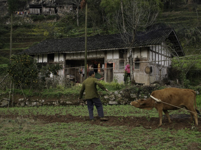 A Man Working On A Field With A Plow by Ryan Ross Pricing Limited Edition Print image