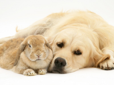 Sandy Lop Rabbit Resting With Golden Retriever Bitch by Jane Burton Pricing Limited Edition Print image
