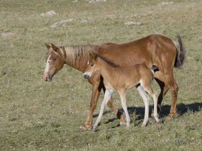 Sorrel Mare With Chestnut Filly, Pryor Mountains, Montana, Usa by Carol Walker Pricing Limited Edition Print image
