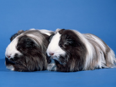 Two Sheltie Guinea Pigs by Petra Wegner Pricing Limited Edition Print image