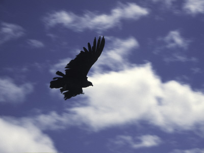 A Condor, Chile by Pablo Sandor Pricing Limited Edition Print image