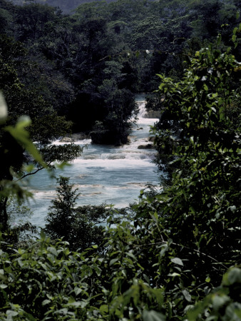 Looking Through Trees At Shumel Ja River, Mexico by Michael Brown Pricing Limited Edition Print image