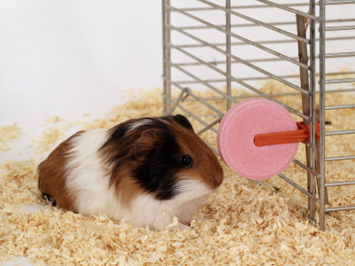 Guinea Pig Feeding At Mineral Stone by Steimer Pricing Limited Edition Print image