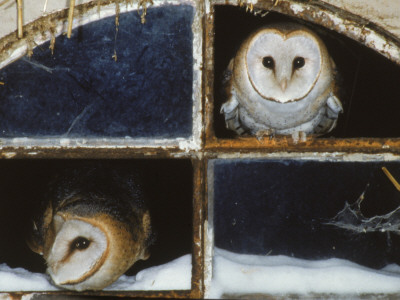 Barn Owls Looking Out Of A Barn Window Germany by Dietmar Nill Pricing Limited Edition Print image