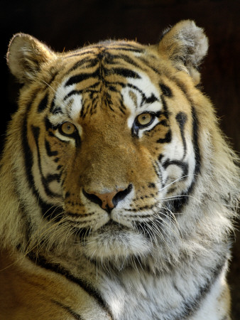 Siberian Tiger Male Portrait, Iucn Red List Of Endangered Species by Eric Baccega Pricing Limited Edition Print image