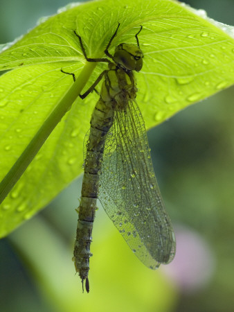 Brown Hawker Aeshna Dragonfly Newly Emerged Adult Sheltering From Rain, West Sussex, England, Uk by Andy Sands Pricing Limited Edition Print image