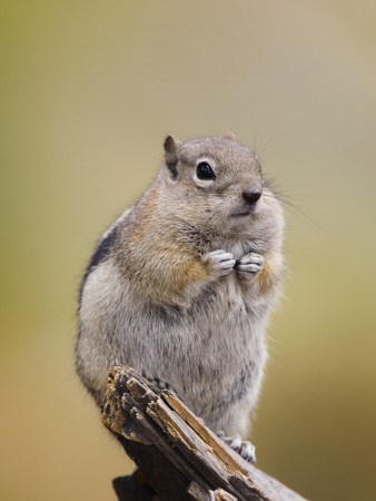 Golden-Mantled Ground Squirrel Rocky Mountain National Park, Colorado, Usa by Rolf Nussbaumer Pricing Limited Edition Print image