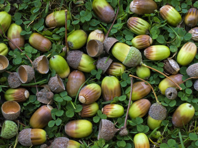 English Oak Tree Acorns On Forest Floor, Belgium by Philippe Clement Pricing Limited Edition Print image