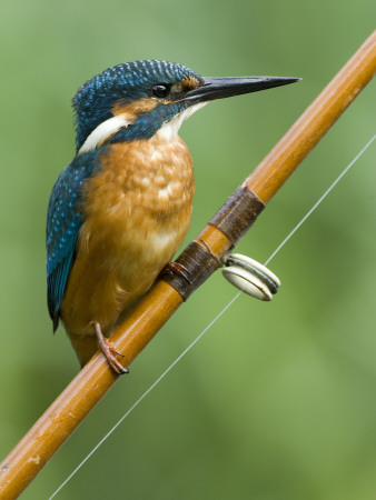 Common Kingfisher Perched On Fishing Rod, Hertfordshire, England, Uk by Andy Sands Pricing Limited Edition Print image