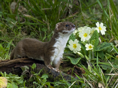 Weasel Sniffing The Air, Uk by Andy Sands Pricing Limited Edition Print image