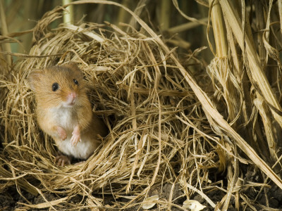 Harvest Mouse Looking Out Of Ground Nest In Corn, Uk by Andy Sands Pricing Limited Edition Print image