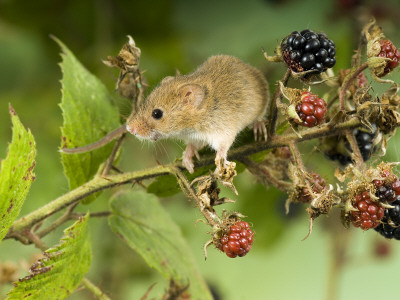 Harvest Mouse On Bramble Amongst Blackberries, Uk by Andy Sands Pricing Limited Edition Print image