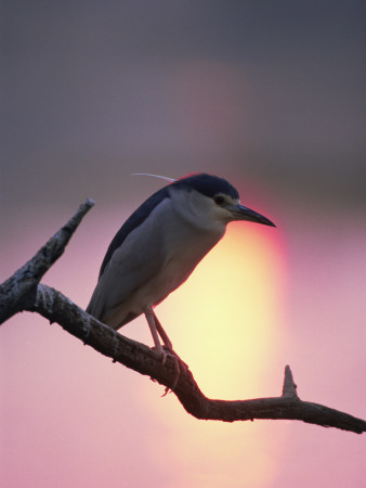 Black Crowned Night Heron Sunset, Keoladeo Ghana Np, Bharatpur, Rajasthan, India by Jean-Pierre Zwaenepoel Pricing Limited Edition Print image