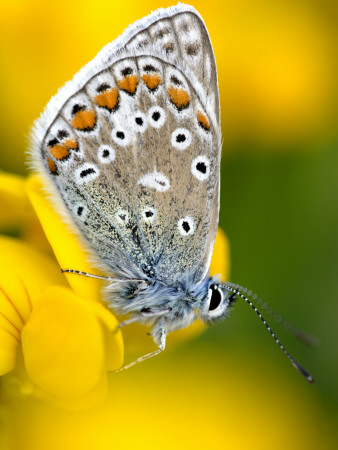 Common Blue Butterfly Cornwall Uk by Ross Hoddinott Pricing Limited Edition Print image