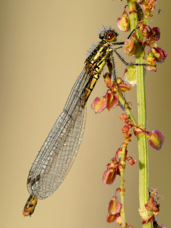 Large Red Damselfly, Tamar Lakes, Cornwall, Uk by Ross Hoddinott Pricing Limited Edition Print image