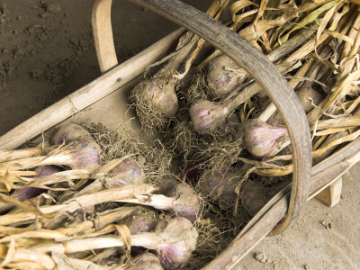 Garlic Bulbs Home-Grown Organic Drying In Trug, England, Uk by Gary Smith Pricing Limited Edition Print image