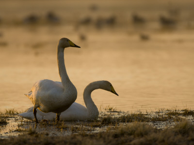 Two Whooper Swans, Hornborgasjon Lake, Sweden by Inaki Relanzon Pricing Limited Edition Print image