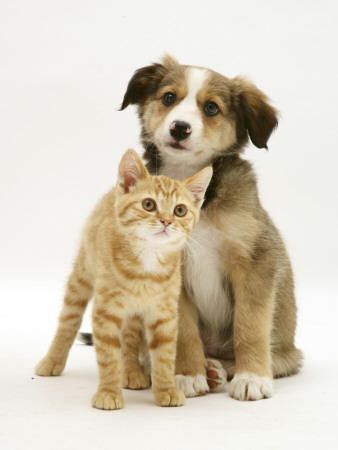 British Shorthair Red Tabby Kitten Sitting With Sable Border Collie Pup by Jane Burton Pricing Limited Edition Print image